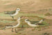 Phalaropus fulicarius, Phalaropus lobatus, Calidris arenaria - Johann Friedrich Naumann — artwork view