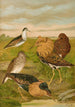Philomachus pugnax - Johann Friedrich Naumann — artwork view