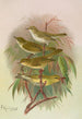 Phylloscopus Bonnellii coronatus trochilus sibilator - Johann Friedrich Naumann — artwork view