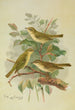Phylloscopus viridanus nitidus borealis - Johann Friedrich Naumann — artwork view