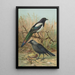 Pica pica Lycus monedula - Johann Friedrich Naumann — cuadro enmarcado en la pared