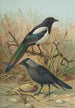 Pica pica Lycus monedula - Johann Friedrich Naumann — vista de la obra