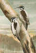 Picoides tridactylus - Johann Friedrich Naumann — artwork view