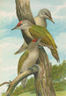 Picus canus - Johann Friedrich Naumann — vista de la obra