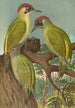 Picus viridis - Johann Friedrich Naumann — vista de la obra