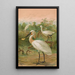 Platalea leucorodia - Johann Friedrich Naumann — cuadro enmarcado en la pared