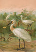Platalea leucorodia - Johann Friedrich Naumann — vista de la obra