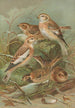 Plectrophenax nivalis Calcarius lapponicus - Johann Friedrich Naumann — artwork view