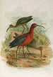 Plegadis falcinellus - Johann Friedrich Naumann — vista de la obra