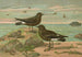 Procellaria pelagica Oceanites oceanicus - Johann Friedrich Naumann | Cuadro — vista de la obra