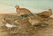 Pterocles arenarius, Pterocles alchata, Pterocles exustus Temm - Johann Friedrich Naumann — vista de la obra