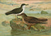 Puffinus puffinus Brunn Puffinus griseus - Johann Friedrich Naumann — vista de la obra
