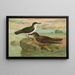 Puffinus puffinus Brunn Puffinus griseus - Johann Friedrich Naumann — cuadro enmarcado en la pared