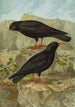 Pyrrhocorax pyrrhocorax Pyrrhocorax graculus - Johann Friedrich Naumann — vista de la obra