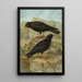 Pyrrhocorax pyrrhocorax Pyrrhocorax graculus - Johann Friedrich Naumann — cuadro enmarcado en la pared