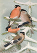 Pyrrhula pyrrhula Pyrrhula pyrrhula europaea - Johann Friedrich Naumann — artwork view