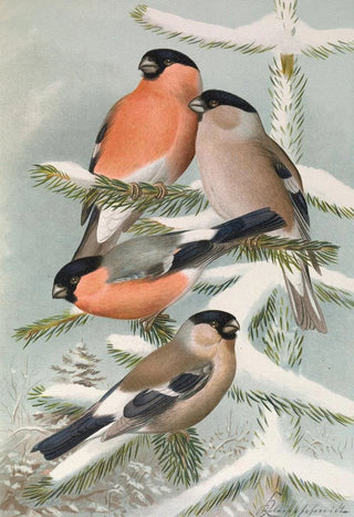 Johann Friedrich Naumann - Pyrrhula pyrrhula Pyrrhula pyrrhula europaea.webp