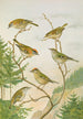 Regulus ignicapillus Regulus regulus - Johann Friedrich Naumann — artwork view