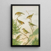 Regulus ignicapillus Regulus regulus - Johann Friedrich Naumann — framed artwork on a wall