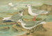Rhodostethia rosea Xema Sabinei Sab Rissa tridactyla Larus leucopterus Faber - Johann Friedrich Naumann — artwork view