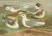 Rhodostethia rosea, Xema sabinii, Sabine, Rissa tridactyla - Johann Friedrich Naumann — vista de la obra