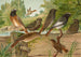 Ruticilla titys Ruticilla phoenicurus - Johann Friedrich Naumann — artwork view