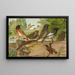 Ruticilla titys Ruticilla phoenicurus - Johann Friedrich Naumann — framed artwork on a wall