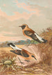 Saxicola stapazina Saxicola aurita - Johann Friedrich Naumann — artwork view