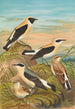 Saxicola stapazina Saxicola aurita Saxicola oenanthe - Johann Friedrich Naumann — artwork view