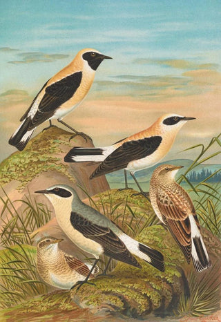 Johann Friedrich Naumann - Saxicola stapazina Saxicola aurita Saxicola oenanthe.webp