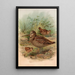 Scolopax rusticula - Johann Friedrich Naumann — framed artwork on a wall