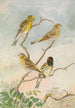 Serinus serinus Serinus pusillus - Johann Friedrich Naumann — vista de la obra