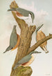 Sitta europaea caesia Sitta europaea L - Johann Friedrich Naumann — artwork view