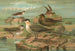 Stercorarius longicaudus Vieill y Stercorarius parasiticus - Johann Friedrich Naumann — vista de la obra