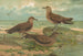 Stercorarius parasiticus Stercorarius pomarinus Great skua Stercorarius longicaudus Vieill - Johann Friedrich Naumann — artwork view