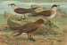 Stercorarius parasiticus, Stercorarius skua, Brünn, Stercorarius pomarinus, Moyen labbe - Johann Friedrich Naumann — artwork view
