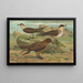 Stercorarius parasiticus, Stercorarius skua, Brünn, Stercorarius pomarinus, Moyen labbe - Johann Friedrich Naumann — framed artwork on a wall