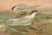 Sterna media Horsf Sterna tschegrava Lepech - Johann Friedrich Naumann — vista de la obra