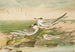 Sterna minuta Sterna macrura Sterna hirundo - Johann Friedrich Naumann — vista de la obra