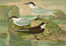 Sterne nilotique Hasselqu Sterne cantiaca Sterne fuligineuse Gm - Johann Friedrich Naumann — artwork view