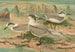 Sterne Nilotique Hasselqu, Sterne Tschegrava Lepech, Sterne Cantiaca Gm - Johann Friedrich Naumann — artwork view