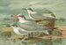 Sterne tschegrava Lepech, Sterne cantiaca Gm, Sterne nilotica Hasselqu - Johann Friedrich Naumann — vista de la obra