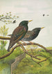 Sturnus vulgaris - Johann Friedrich Naumann — vista de la obra