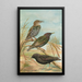 Sturnus vulgaris Sturnus vulgaris Menzbieri Sturnus unicolor Marmora - Johann Friedrich Naumann — cuadro enmarcado en la pared