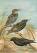 Sturnus vulgaris Sturnus vulgaris Menzbieri Sturnus unicolor Marmora - Johann Friedrich Naumann — vista de la obra