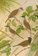 Sylvia atricapilla - Johann Friedrich Naumann — vista de la obra