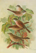 Sylvia curruca sylvia simplex - Johann Friedrich Naumann — vista de la obra