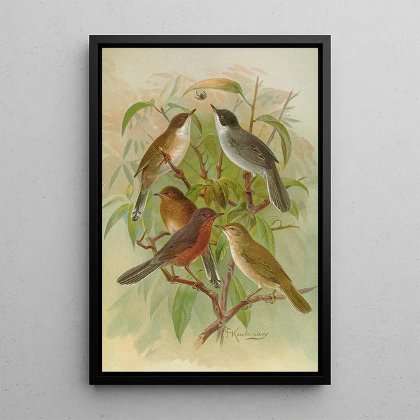 Johann Friedrich Naumann - Sylvia melanocephala Sylvia undata Hypolais salicaria.webp