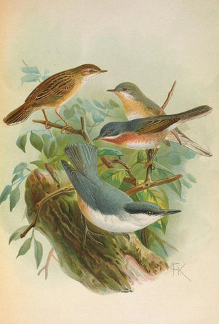 Johann Friedrich Naumann - Sylvia subalpina Bonelli Cisticola cisticola Sitta Neumayeri Michah.webp