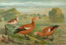 Tadorne casarca - Johann Friedrich Naumann — vista de la obra